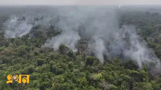 বিশ্বে রেকর্ডহারে বন নিধন